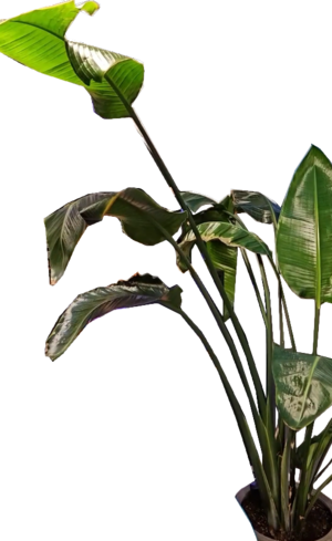 A potted plant with large leaves and long stems